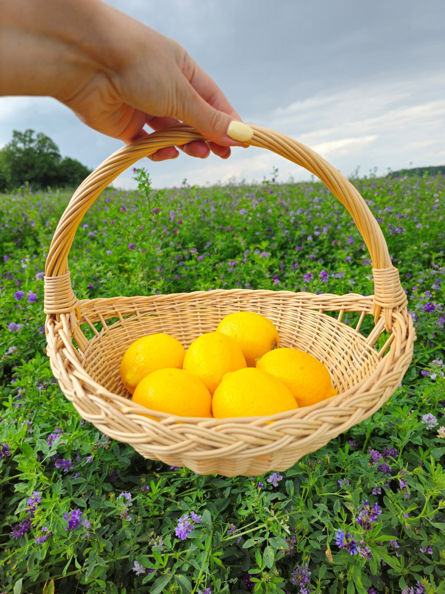 Wicker tray 024b
