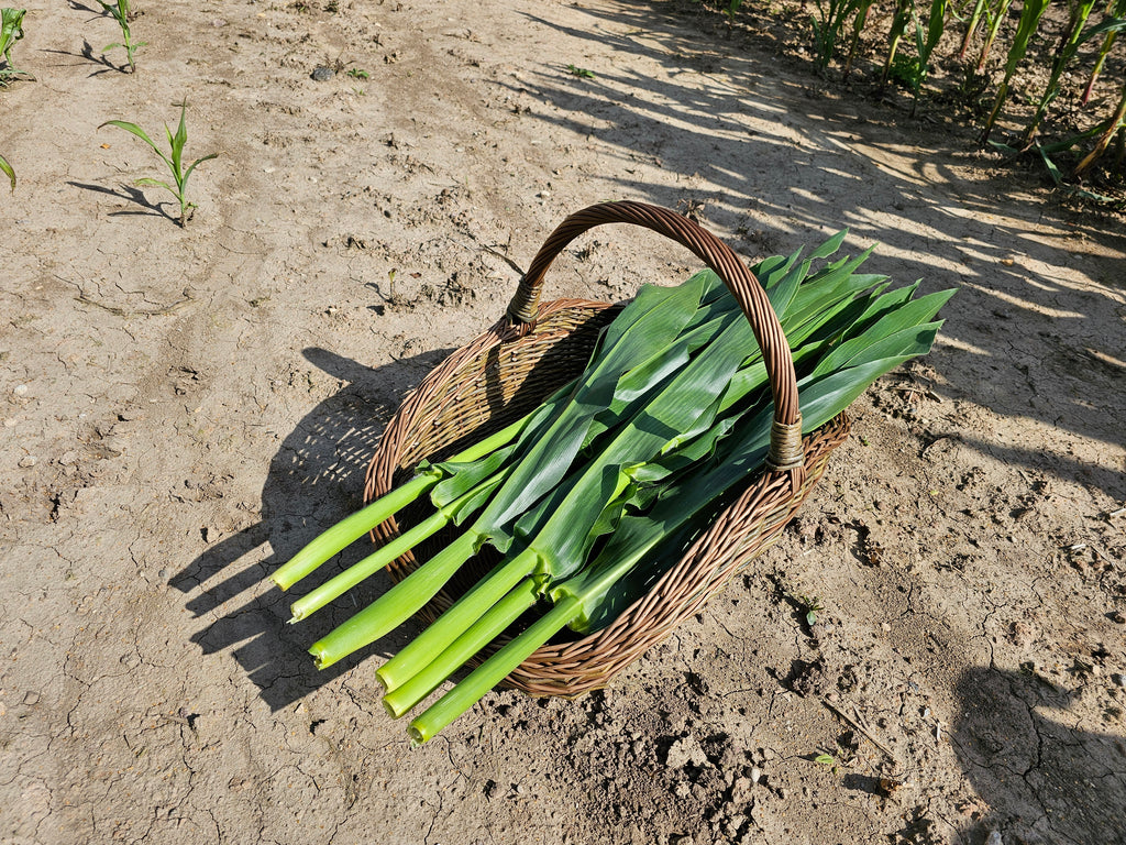 Large Unpeeled Willow Trug 027b-5