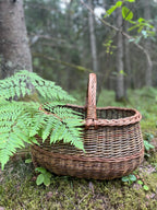 A round woven wicker basket with a single handle sits on mossy forest ground, with green fern leaves in the foreground and a blurred woodland background.