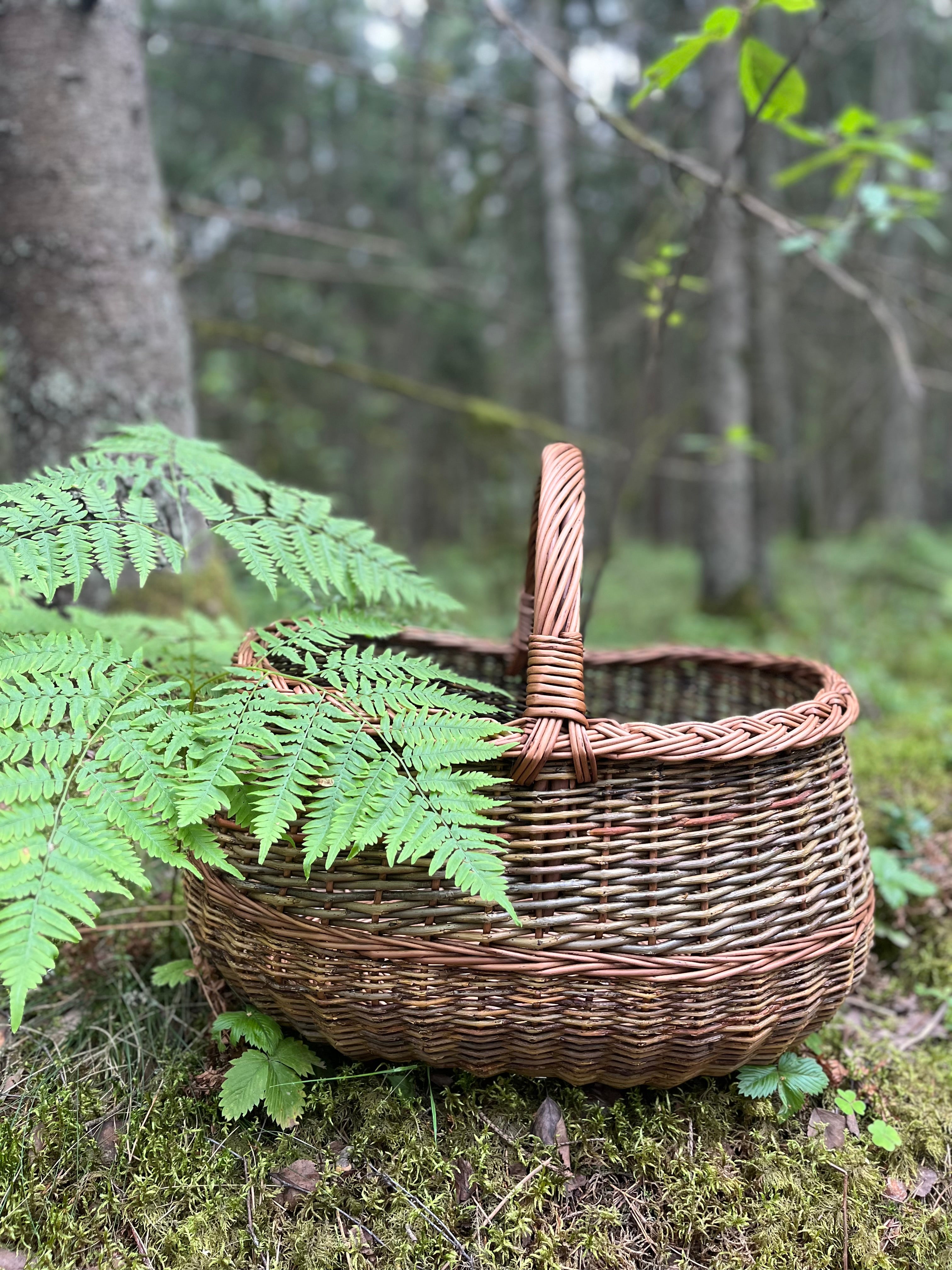 A round woven wicker basket with a single handle sits on mossy forest ground, with green fern leaves in the foreground and a blurred woodland background.