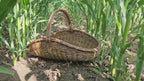 Large Unpeeled Willow Trug 027b-5