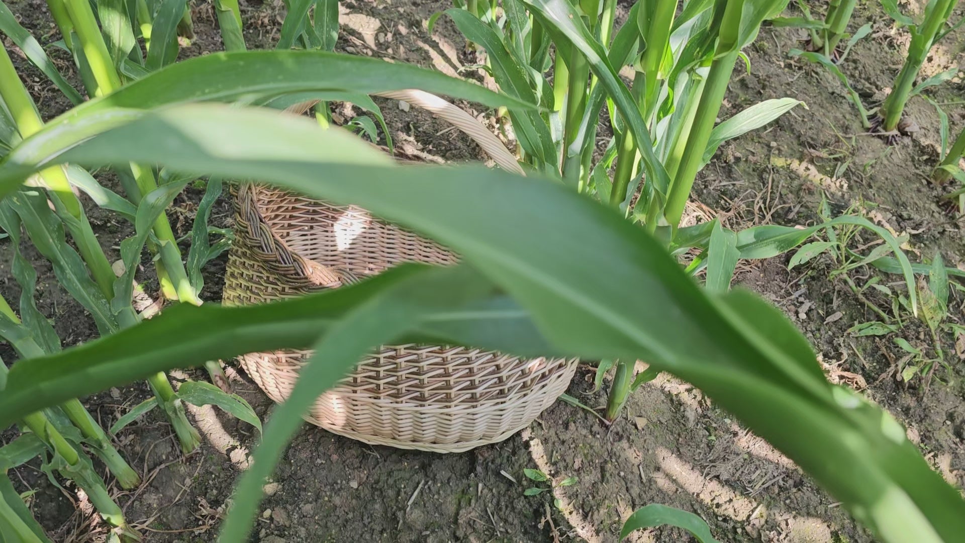 Wicker basket 015r