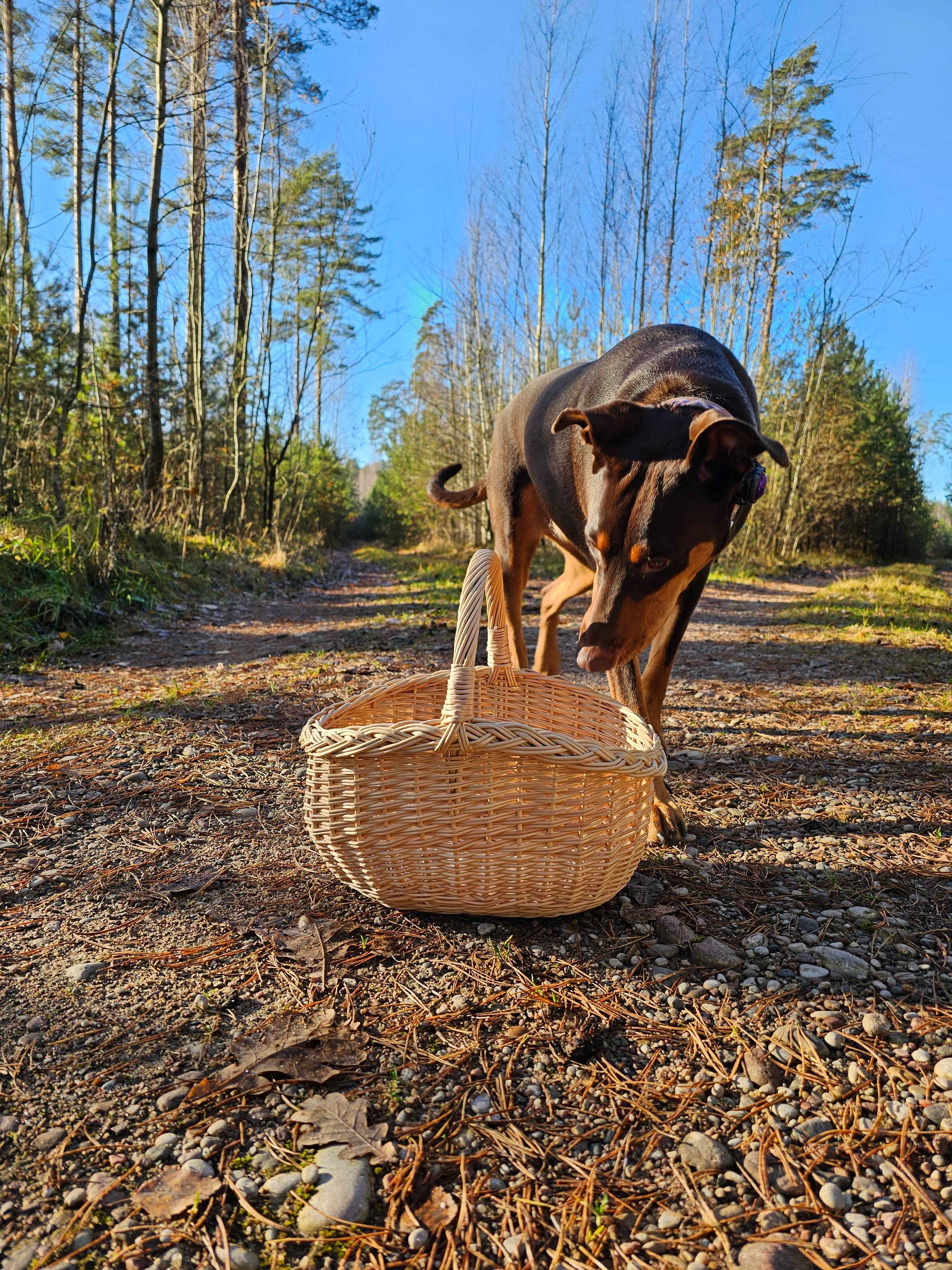 Small wicker basket 051b - NaturelyWoven wicker - handmade
